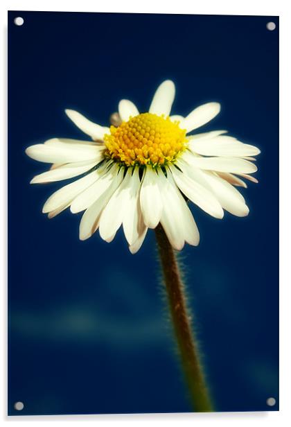 spring daisy Acrylic by Heather Newton