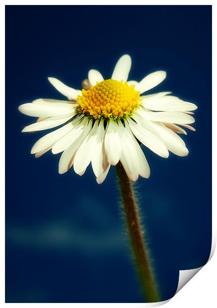 spring daisy Print by Heather Newton