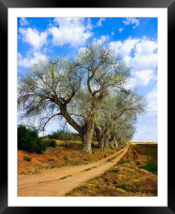 Trees along a dirt Road Framed Mounted Print by Elizma Fourie