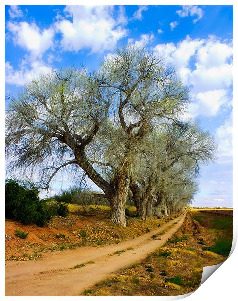 Trees along a dirt Road Print by Elizma Fourie
