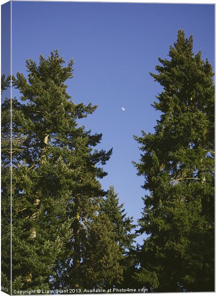 Moon in clear blue evening sky above Douglas Fir t Canvas Print by Liam Grant
