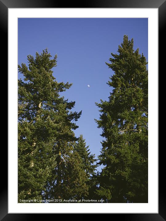 Moon in clear blue evening sky above Douglas Fir t Framed Mounted Print by Liam Grant
