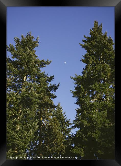 Moon in clear blue evening sky above Douglas Fir t Framed Print by Liam Grant