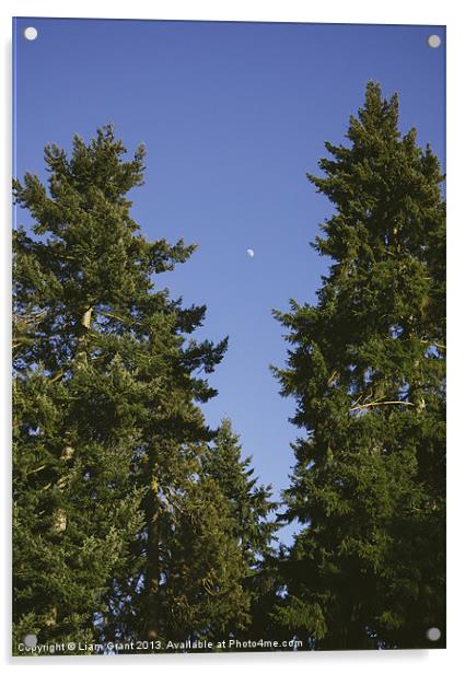 Moon in clear blue evening sky above Douglas Fir t Acrylic by Liam Grant