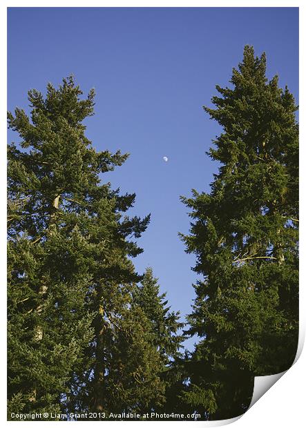 Moon in clear blue evening sky above Douglas Fir t Print by Liam Grant