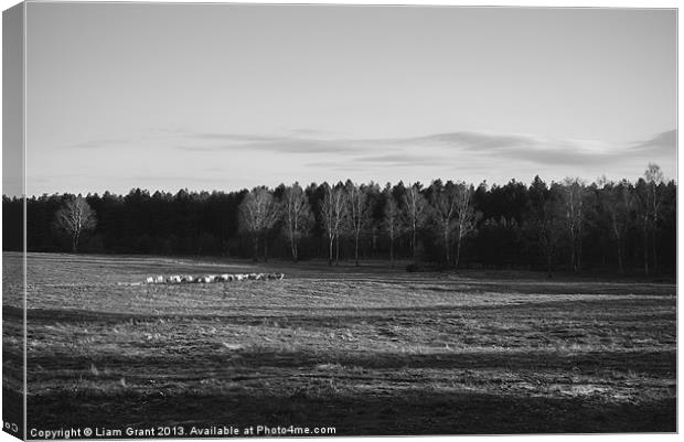 Herd of sheep grazing in evening light. Canvas Print by Liam Grant