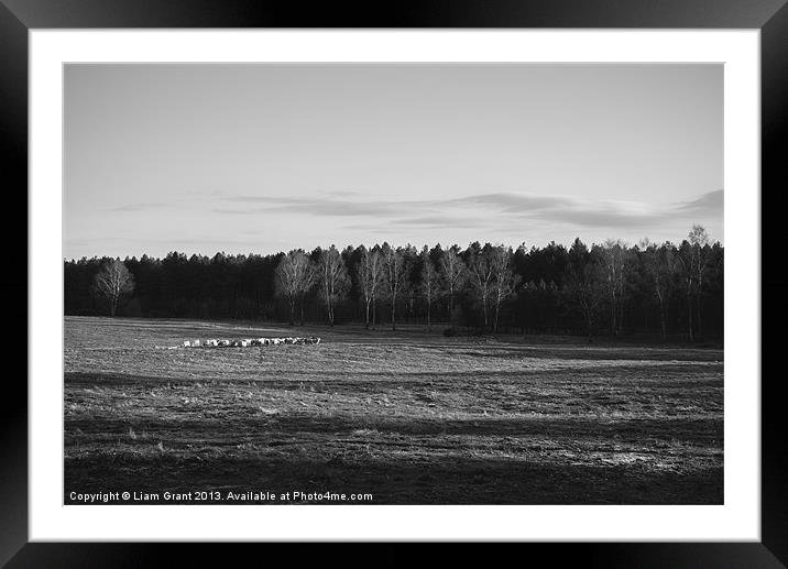 Herd of sheep grazing in evening light. Framed Mounted Print by Liam Grant