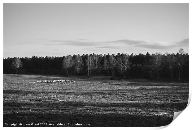 Herd of sheep grazing in evening light. Print by Liam Grant