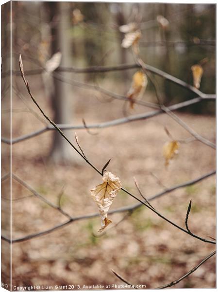 New spring growth and old decayed leaves Canvas Print by Liam Grant