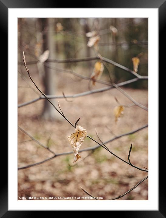 New spring growth and old decayed leaves Framed Mounted Print by Liam Grant