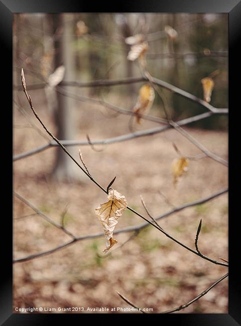 New spring growth and old decayed leaves Framed Print by Liam Grant