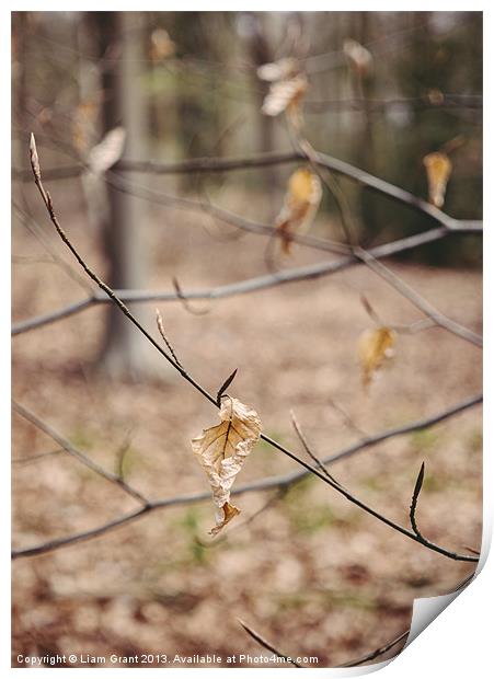 New spring growth and old decayed leaves Print by Liam Grant
