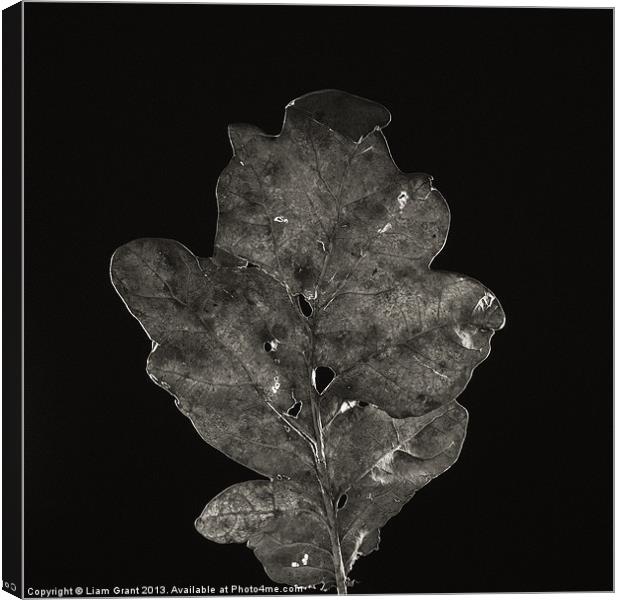 Project Decay. Oak leaf Canvas Print by Liam Grant