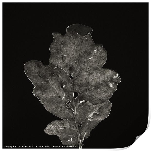 Project Decay. Oak leaf Print by Liam Grant