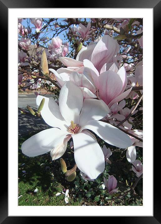 Magnolia Blossom Framed Mounted Print by Ursula Keene