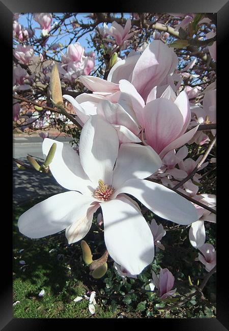 Magnolia Blossom Framed Print by Ursula Keene