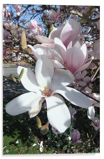 Magnolia Blossom Acrylic by Ursula Keene