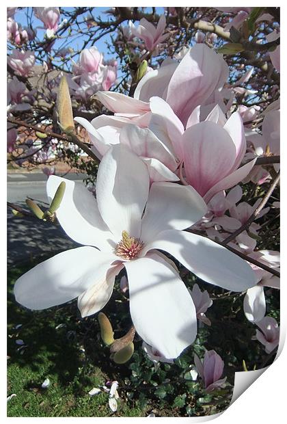 Magnolia Blossom Print by Ursula Keene