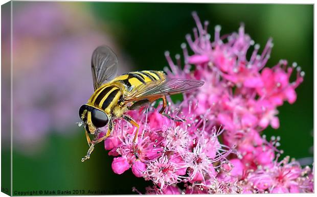 Hoverfly Canvas Print by Mark  F Banks