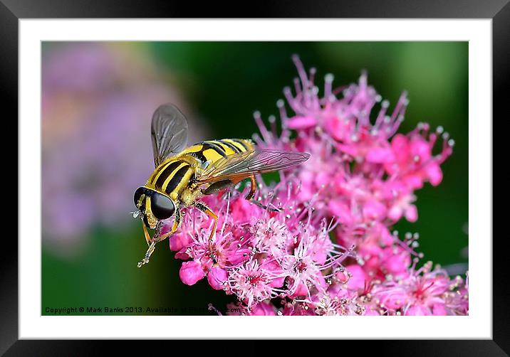 Hoverfly Framed Mounted Print by Mark  F Banks