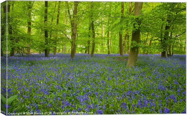 Bluebell Woods Canvas Print by Mark Harrop