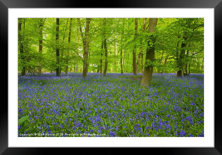 Bluebell Woods Framed Mounted Print by Mark Harrop