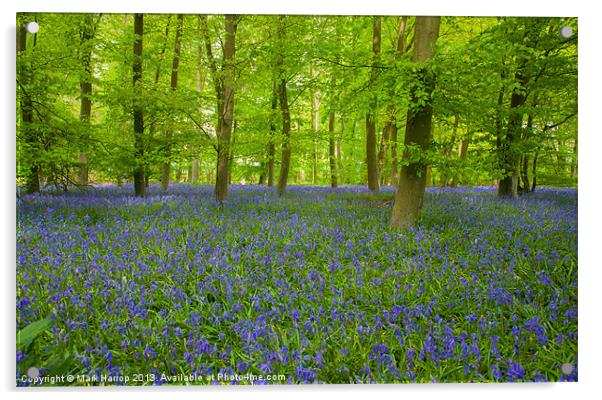 Bluebell Woods Acrylic by Mark Harrop