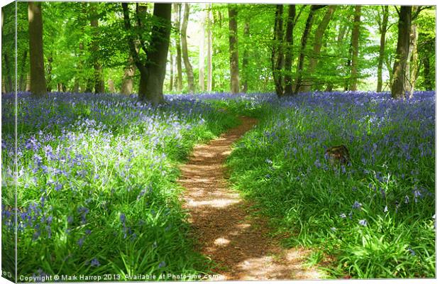 Path between the bluebells Canvas Print by Mark Harrop
