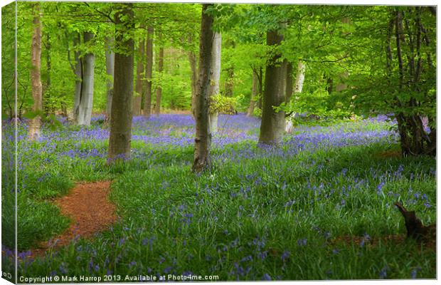 Enchanted Bluebell wood Canvas Print by Mark Harrop