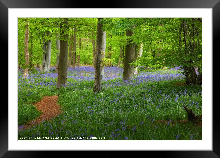 Enchanted Bluebell wood Framed Mounted Print by Mark Harrop