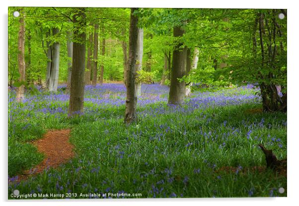 Enchanted Bluebell wood Acrylic by Mark Harrop