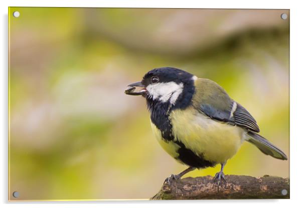 Great Tit Acrylic by Phil Tinkler