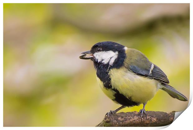 Great Tit Print by Phil Tinkler