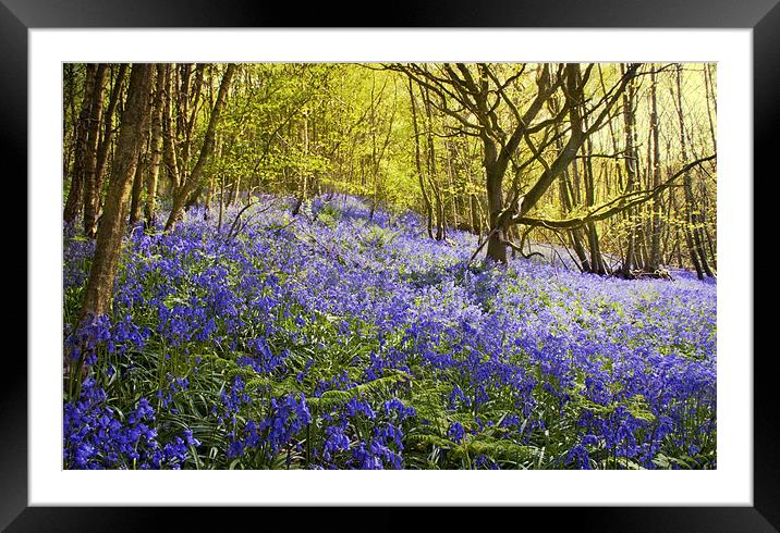 Bluebells - Ide Hill Framed Mounted Print by Dawn Cox