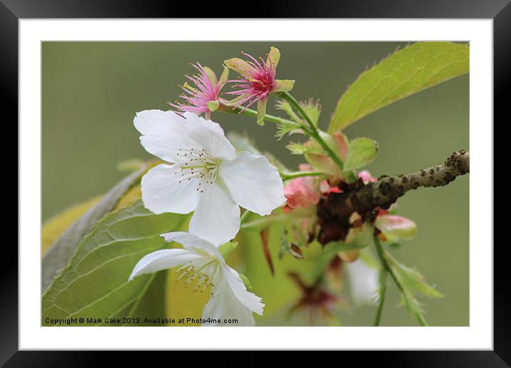 Cherry blossom Framed Mounted Print by Mark Cake