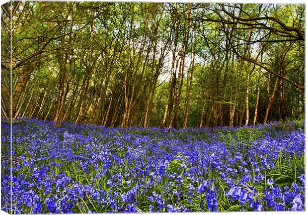 Bluebells at Ide Hill Canvas Print by Dawn Cox