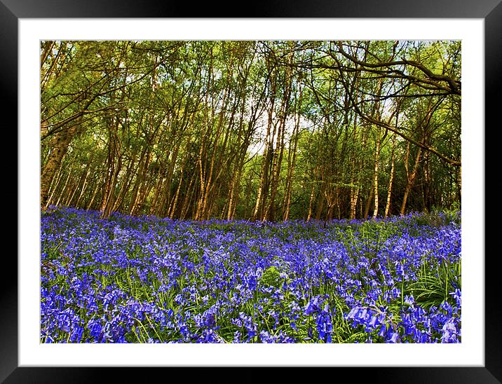 Bluebells at Ide Hill Framed Mounted Print by Dawn Cox