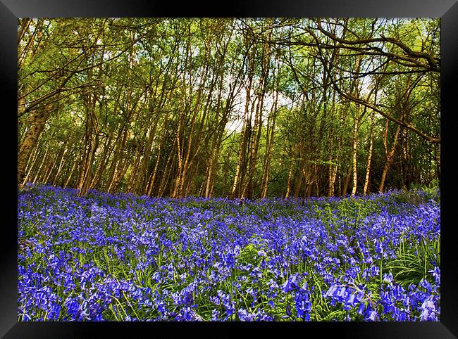Bluebells at Ide Hill Framed Print by Dawn Cox