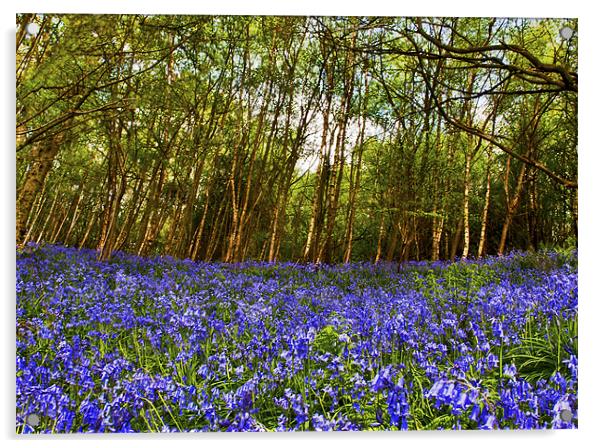 Bluebells at Ide Hill Acrylic by Dawn Cox