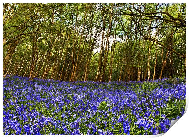 Bluebells at Ide Hill Print by Dawn Cox