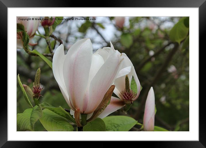 Magnolia Framed Mounted Print by Mark Cake
