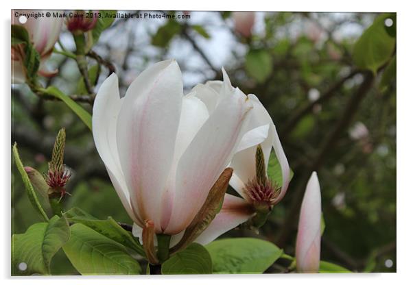 Magnolia Acrylic by Mark Cake