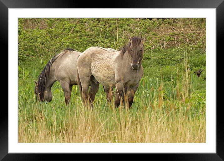 Konik Horses Framed Mounted Print by Bill Simpson
