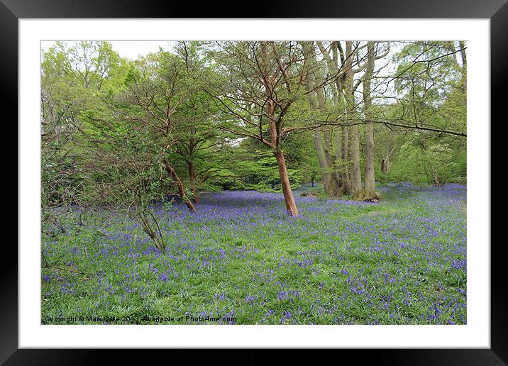 Blue bell woods Framed Mounted Print by Mark Cake