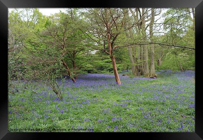 Blue bell woods Framed Print by Mark Cake