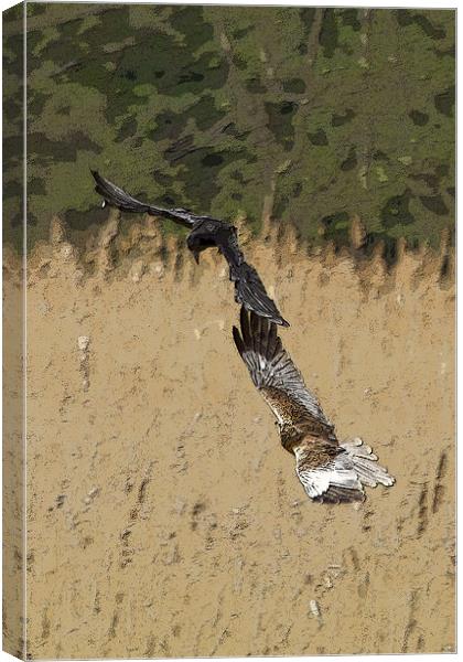 Marsh Harrier and Crow Canvas Print by Bill Simpson