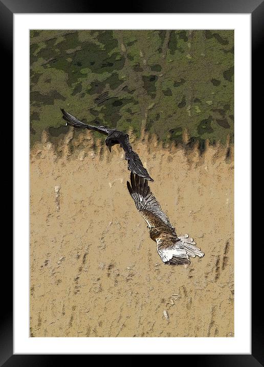 Marsh Harrier and Crow Framed Mounted Print by Bill Simpson