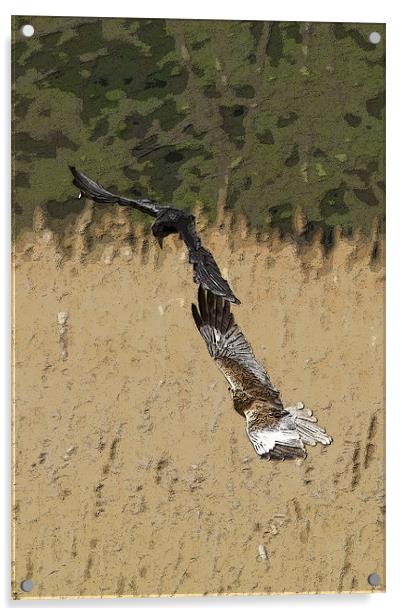 Marsh Harrier and Crow Acrylic by Bill Simpson