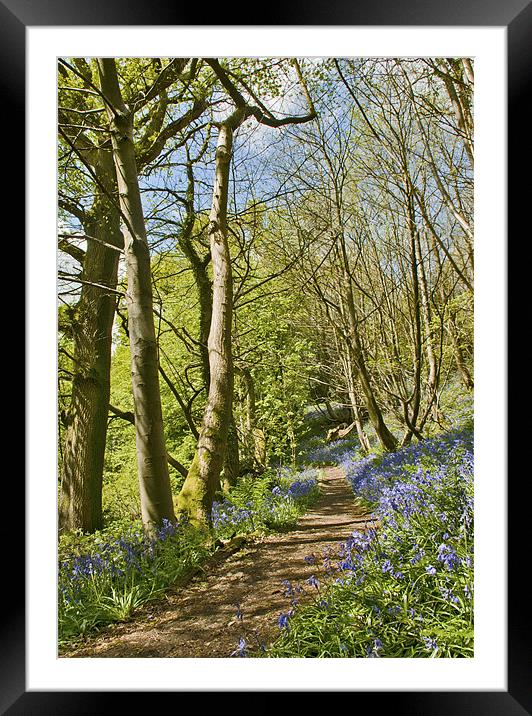 Bluebell pathway Framed Mounted Print by Dawn Cox