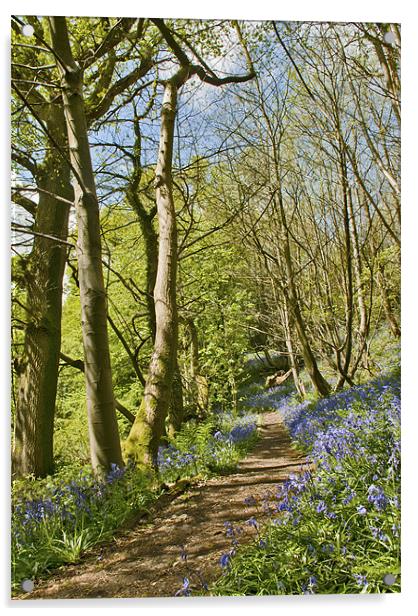 Bluebell pathway Acrylic by Dawn Cox